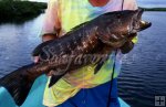 Cubera snapper