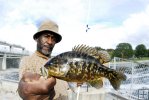 Warmouth sunfish
