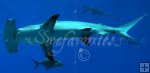 Hammerhead shark