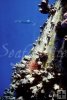 Barnacles on oil rig