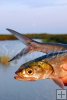 Ladyfish head and tail