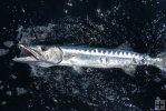 Barracuda off Galveston