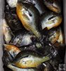 Mixed bag of sunfish