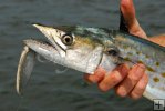Spanish mackerel and spoon