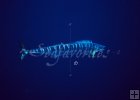 Wahoo underwater
