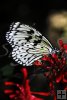 Butterfly-08
