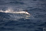 White marlin flies