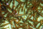 Live shrimp bait tank-1