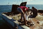 Shrimpboat bycatch