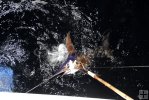 Swordfish in water Swordfish in water