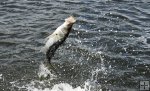 Tail-walking snook