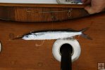 Ballyhoo on rod holder