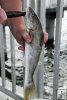 Whiting caught on pier