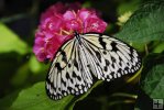 Butterfly-10