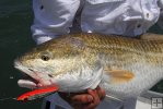 Bull redfish and topwater Mirrolure