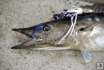 Wahoo and trolling lure