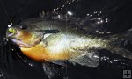 Longear Sunfish