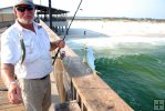 Baitfish on the pier