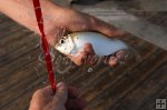 Pilchard and net device