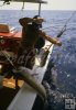 Golden tilefish gaffed on board.