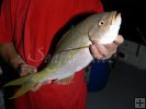 Yellowtail snapper caught at night
