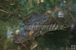 American Crocodile