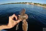 Sea Robin