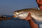 Jetty seatrout