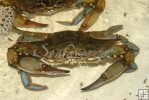 Blue Crab