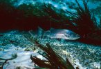 Single Atlantic striped bass