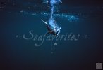 Bonito underwater