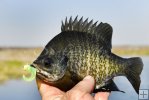Bluegill in marsh