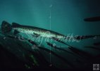 Gar Gar