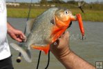 Nice piranha on lake