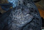 Wolffish