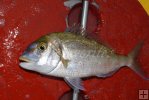 Porgy closeup, on deck