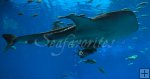 Large whale shark