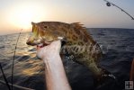 Scamp grouper