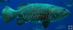 Goliath grouper