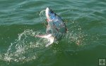 Young tarpon leaping