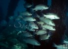 Schooling gray snapper underwater