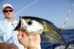 Blackfin tuna closeup