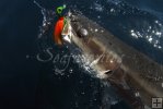 Fighting cobia