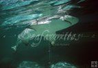 Lemon shark