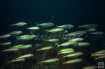 Cigar minnows and sardines