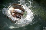 Inhaling baitfish