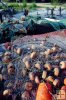 Gillnet and corks
