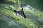 Tarpon's dorsal fin