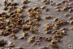 Hundreds of fiddler crabs