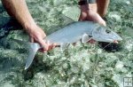 Bonefish ready to release